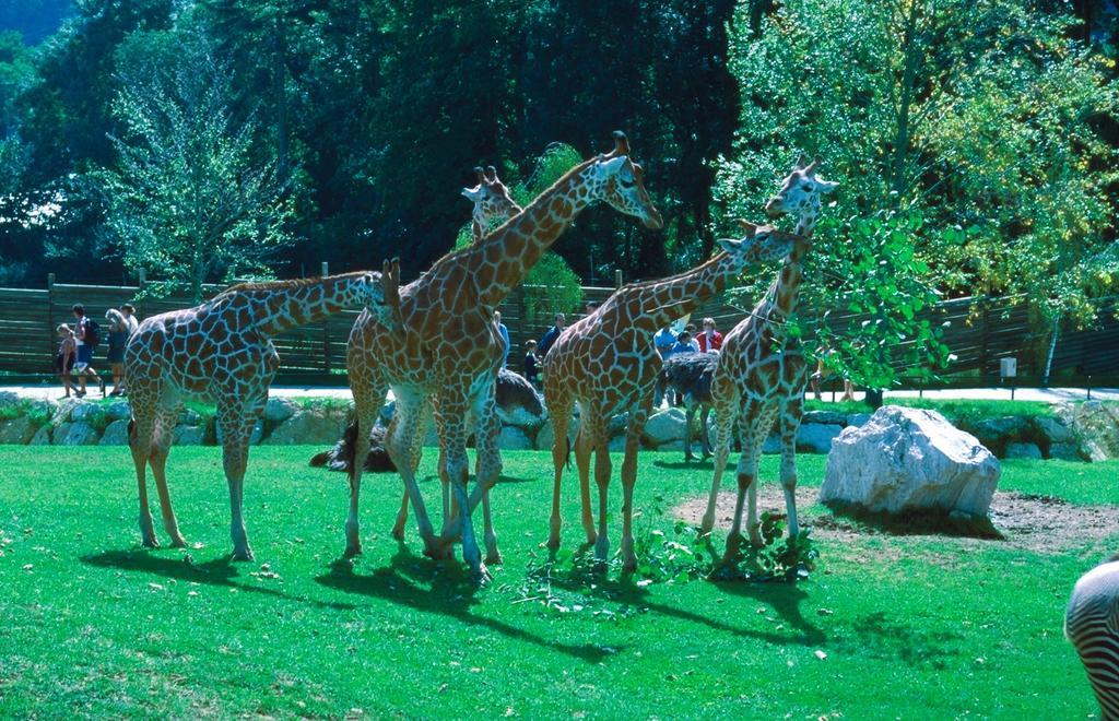 La Grande Tortue Otel Candé-sur-Beuvron Dış mekan fotoğraf